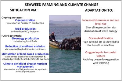 Can Seaweed Farming Play a Role in Climate Change Mitigation and Adaptation?